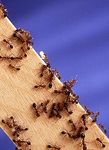 250px-Fire_ants.jpg