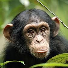 チンパンジー.jpg