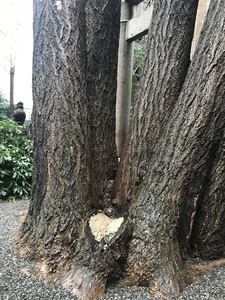 写真 2018-03-09 9 27 57.jpg