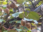 s-P1000196.jpg